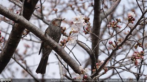 鳥圖|世界鳥類網路圖鑑